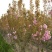 正宗日本樱花树苗樱花小苗南北方庭院地栽盆栽花树园林植物风