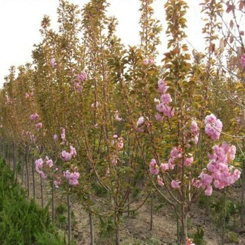 正宗日本樱花树苗樱花小苗南北方庭院地栽盆栽花树园林植物风