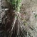 正宗日本樱花树苗樱花小苗南北方庭院地栽盆栽花树园林植物风