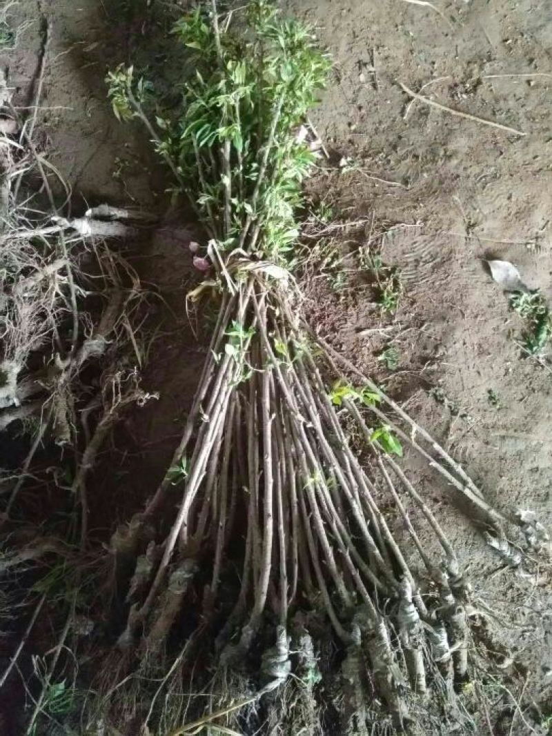 正宗日本樱花树苗樱花小苗南北方庭院地栽盆栽花树园林植物风