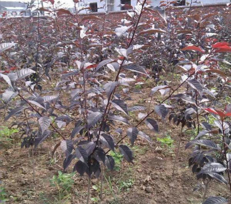 正宗日本樱花树苗樱花小苗南北方庭院地栽盆栽花树园林植物风
