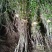 正宗日本樱花树苗樱花小苗南北方庭院地栽盆栽花树园林植物风