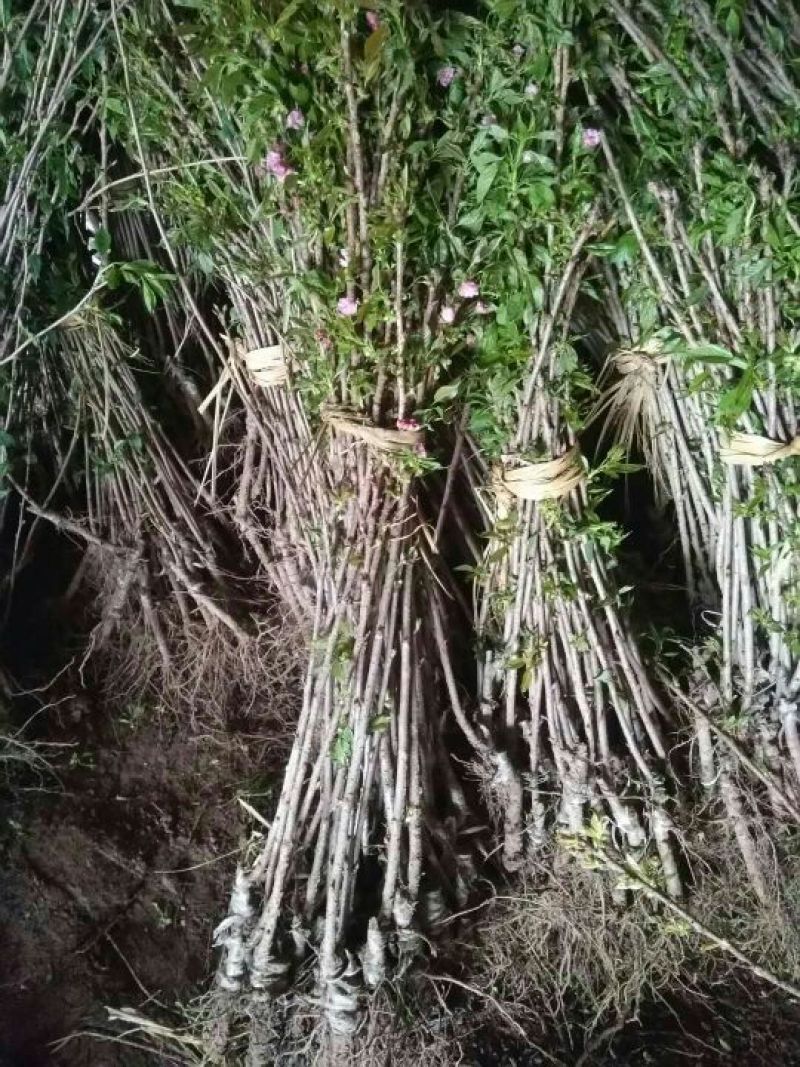 正宗日本樱花树苗樱花小苗南北方庭院地栽盆栽花树园林植物风