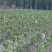 正宗日本樱花树苗樱花小苗南北方庭院地栽盆栽花树园林植物风