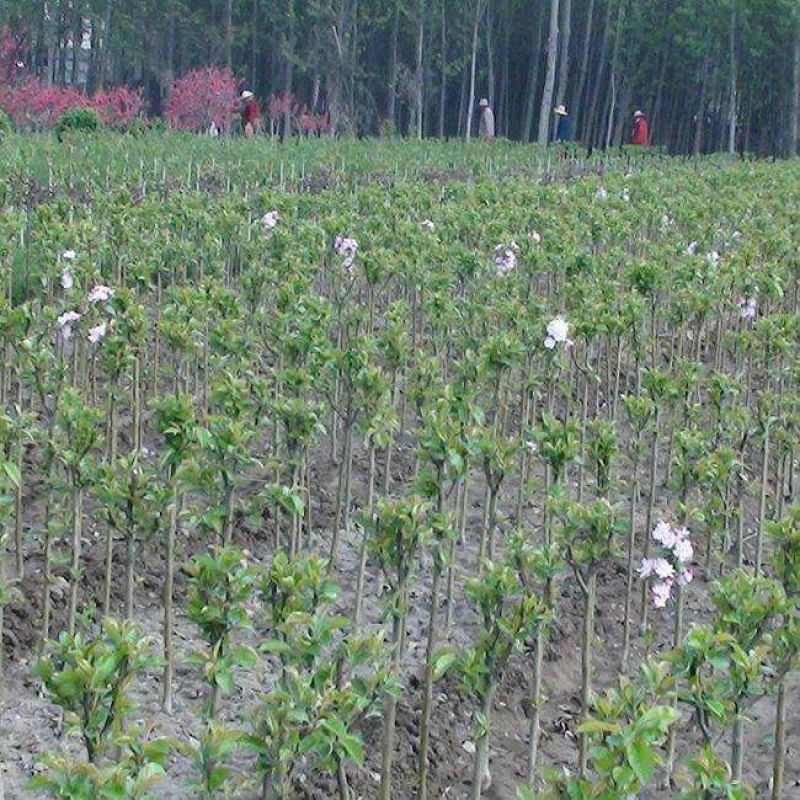 正宗日本樱花树苗樱花小苗南北方庭院地栽盆栽花树园林植物风