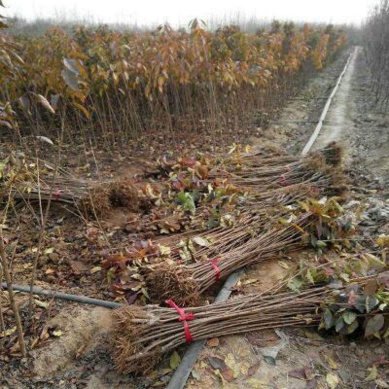 正宗日本樱花树苗樱花小苗南北方庭院地栽盆栽花树园林植物风