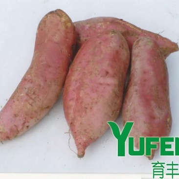 红薯苗