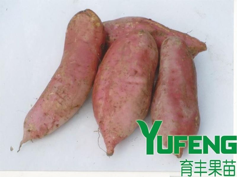 红薯苗