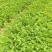 番荔枝实生苗有地苗、杯苗量大价优