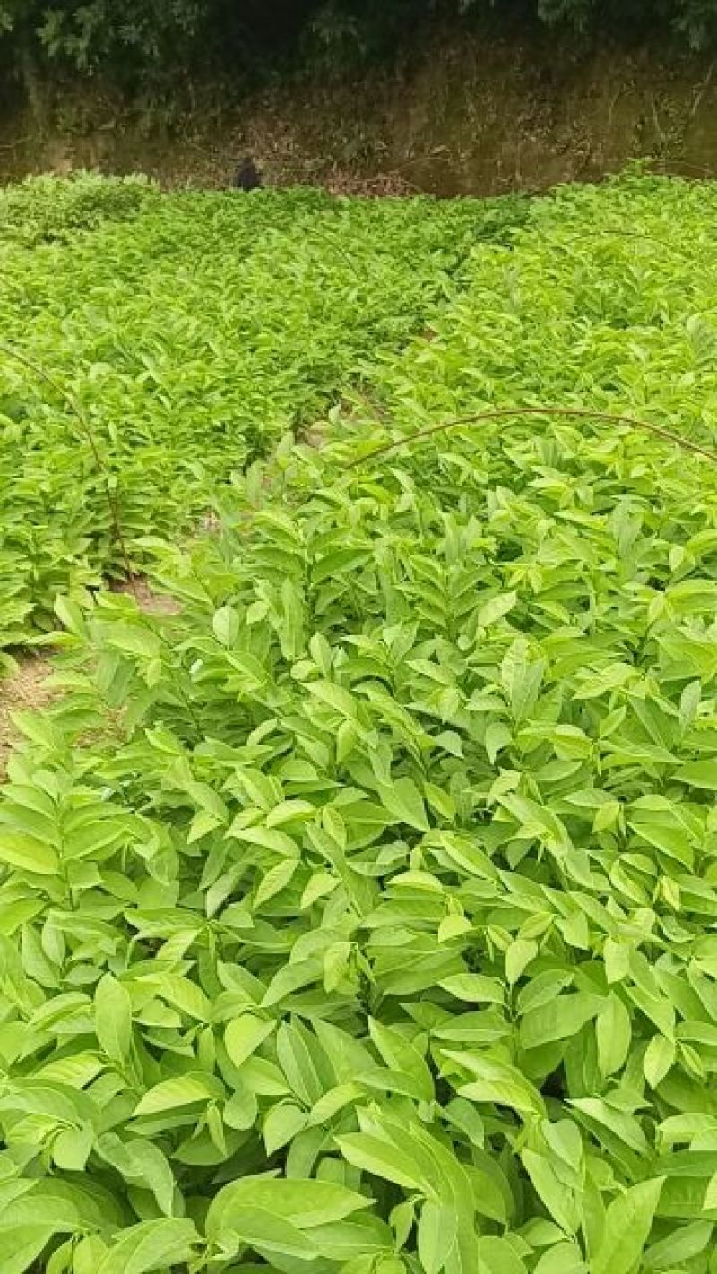 番荔枝实生苗有地苗、杯苗量大价优