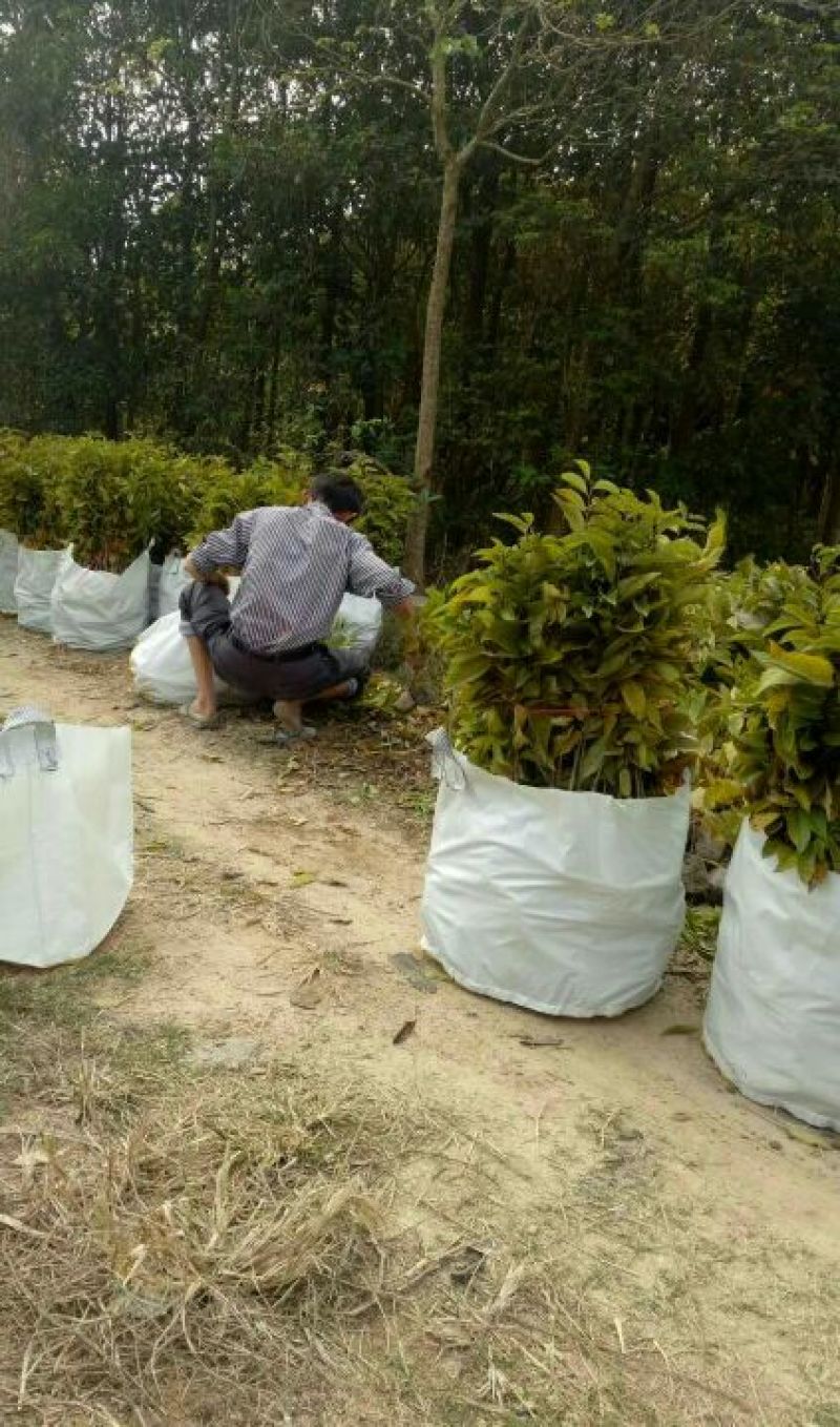 番荔枝实生苗有地苗、杯苗量大价优
