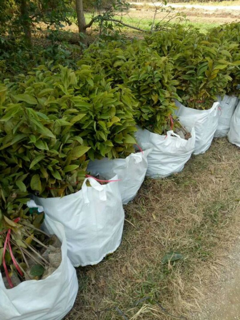 番荔枝实生苗有地苗、杯苗量大价优