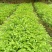 番荔枝实生苗有地苗、杯苗量大价优