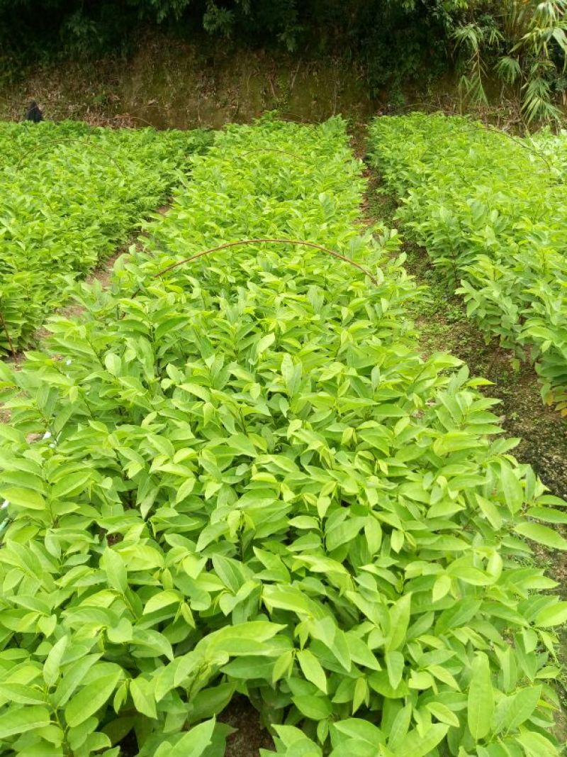 番荔枝实生苗有地苗、杯苗量大价优