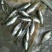 加州鲈鱼苗，水花，全国发货，空运