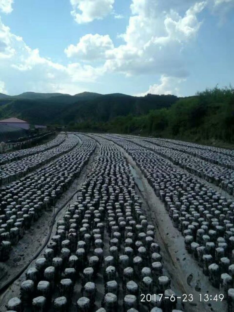 （正宗东北黑木耳）一级黑木耳干货，小碗耳秋木耳全国发货