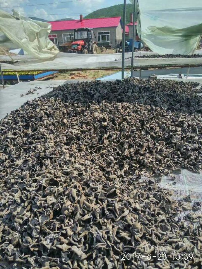 （正宗东北黑木耳）一级黑木耳干货，小碗耳秋木耳全国发货