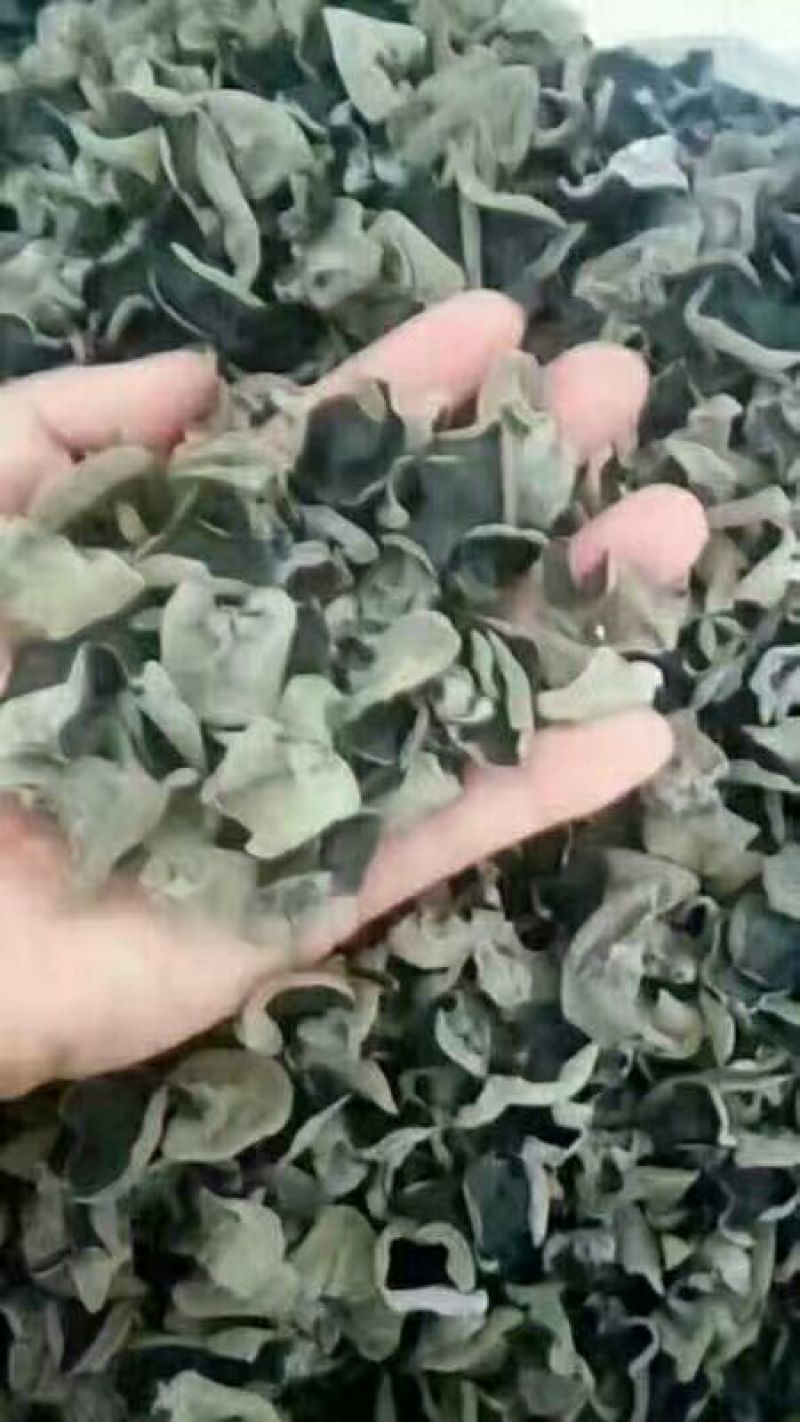 （正宗东北黑木耳）一级黑木耳干货，小碗耳秋木耳全国发货