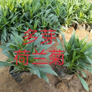 荷兰菊