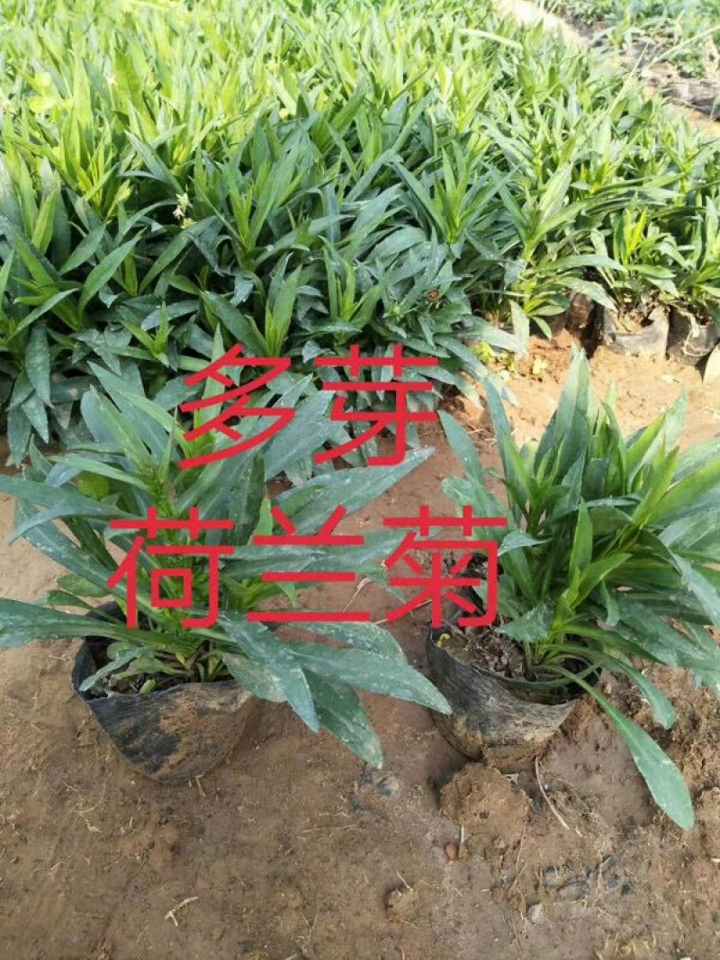 荷兰菊