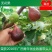 无花果苗