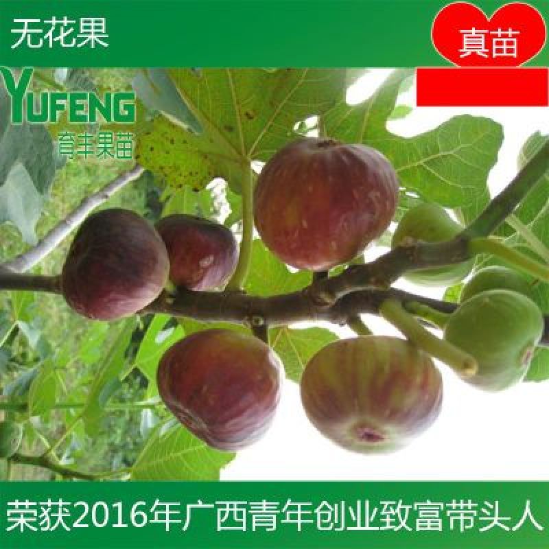 无花果苗
