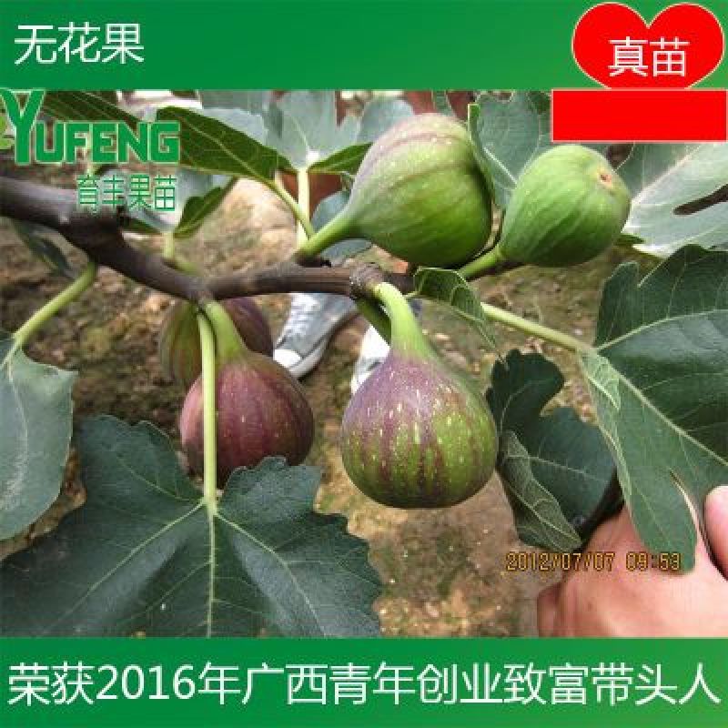 无花果苗
