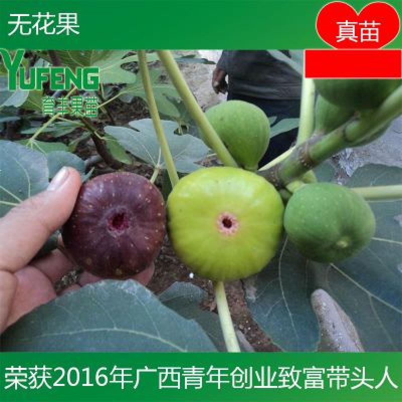 无花果苗