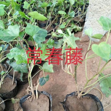 常春藤