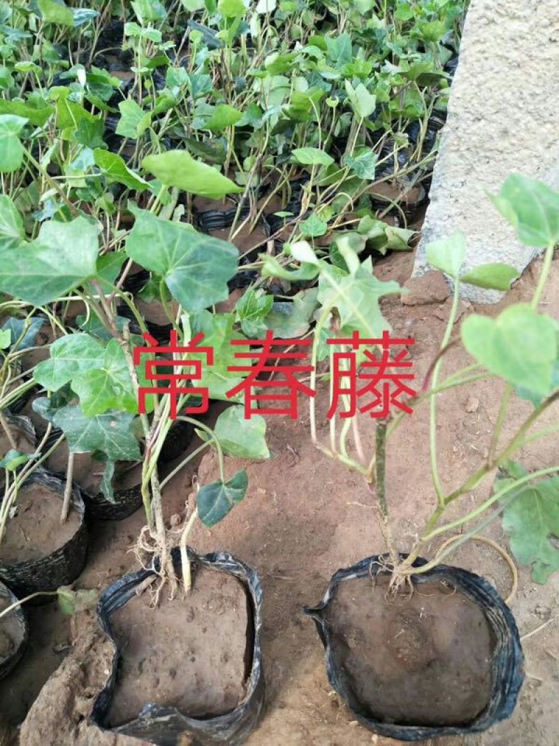 常春藤