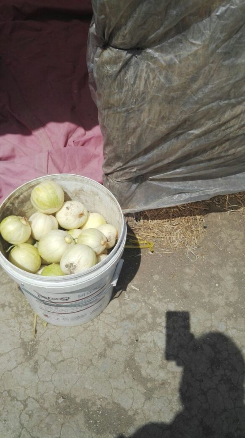 辽宁凌海精品香瓜大量出售