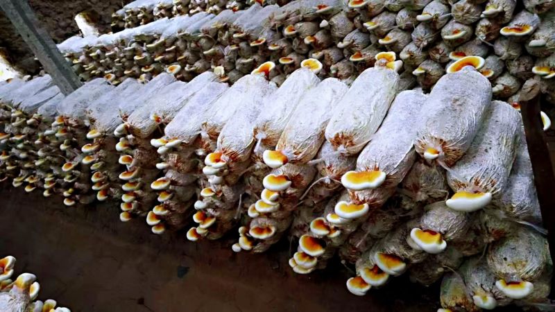 金边鲜灵芝灵芝花活体灵芝种苗