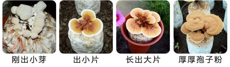 金边鲜灵芝灵芝花活体灵芝种苗