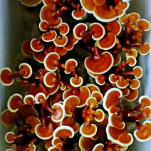 金边鲜灵芝灵芝花活体灵芝种苗