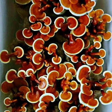金边鲜灵芝灵芝花活体灵芝种苗