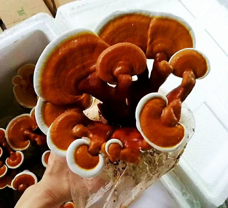 金边鲜灵芝灵芝花活体灵芝种苗