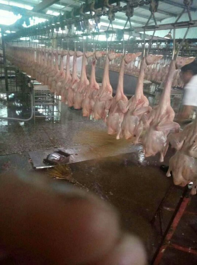 二斤半的白条鸭。