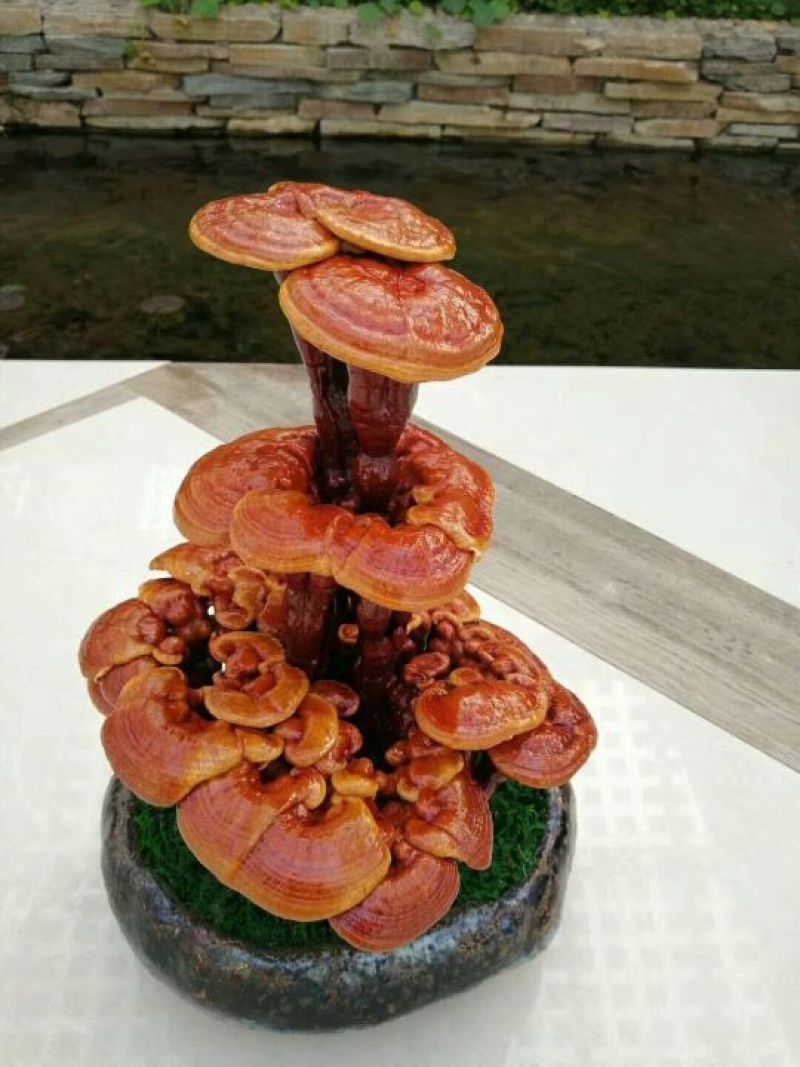 大型灵芝盆景摆件盆景灵芝嫁接灵芝盆栽灵芝工艺品