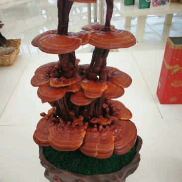 大型灵芝盆景摆件盆景灵芝嫁接灵芝盆栽灵芝工艺品