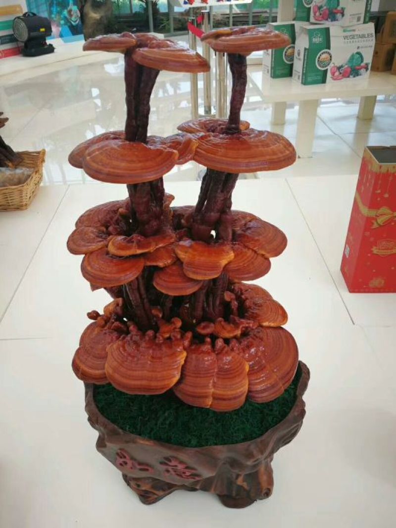 大型灵芝盆景摆件盆景灵芝嫁接灵芝盆栽灵芝工艺品