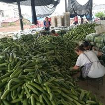 旱黄瓜，燕白小黄瓜，现在大量有货，专电商，商超，市场。