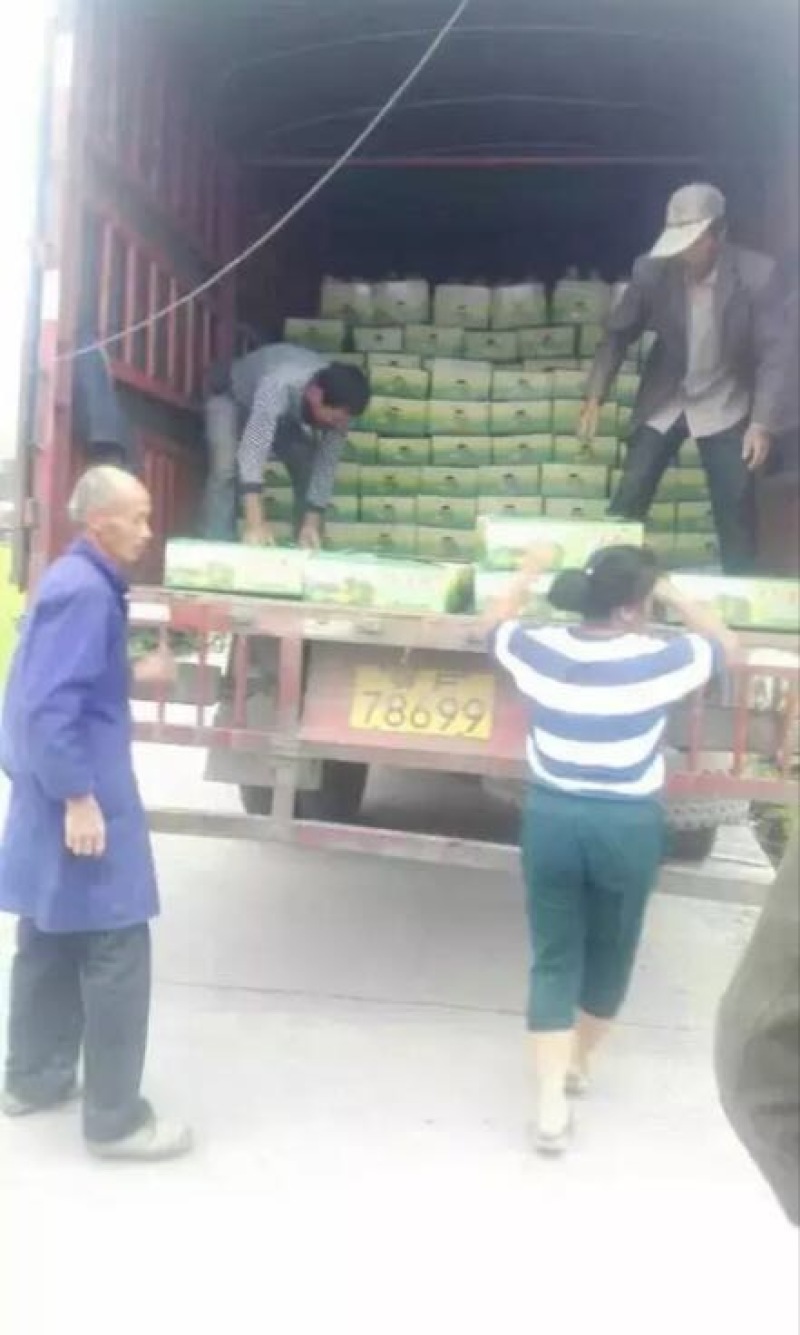 特小凤西瓜2斤打底8成熟1茬