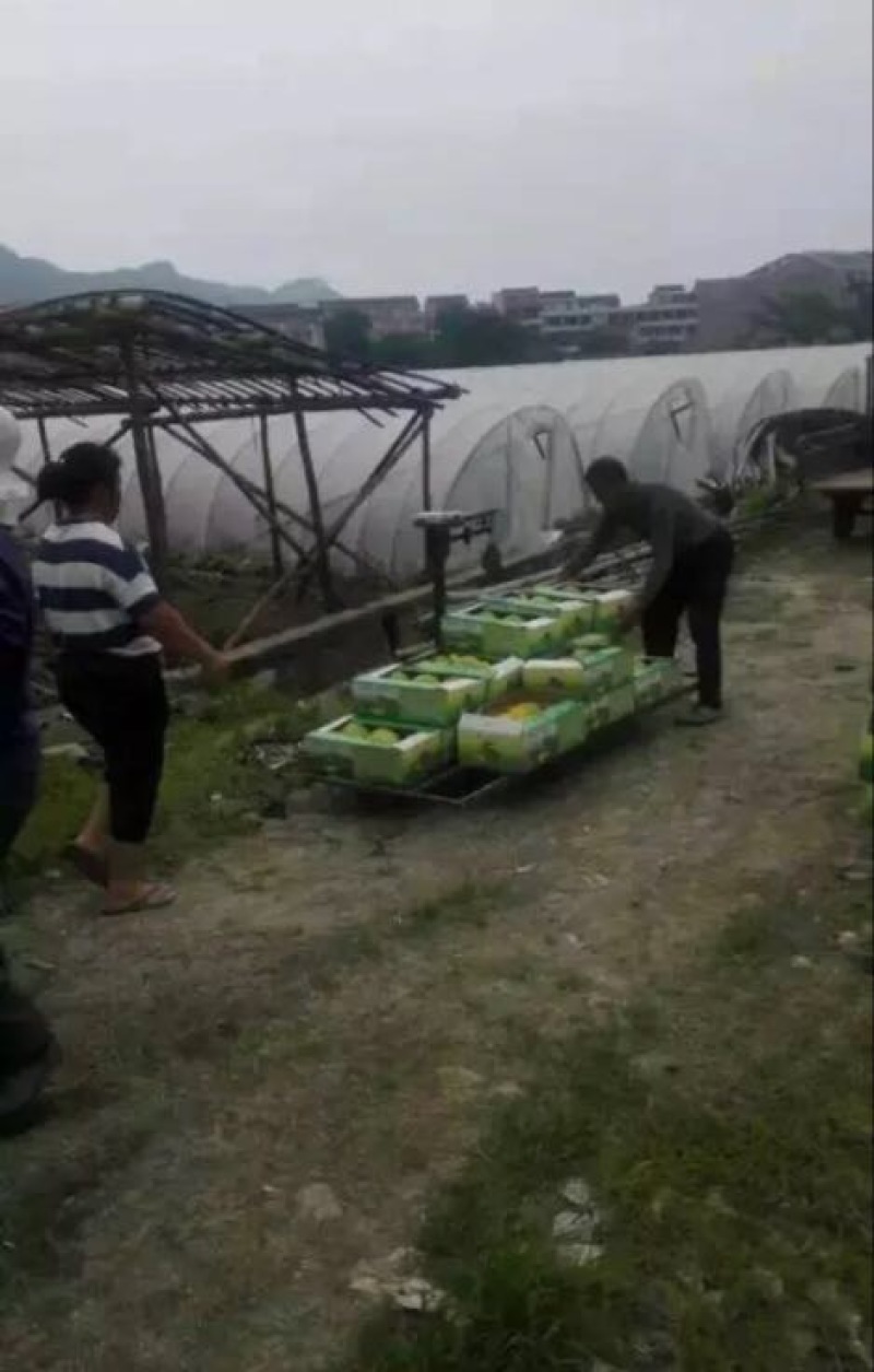 特小凤西瓜2斤打底8成熟1茬