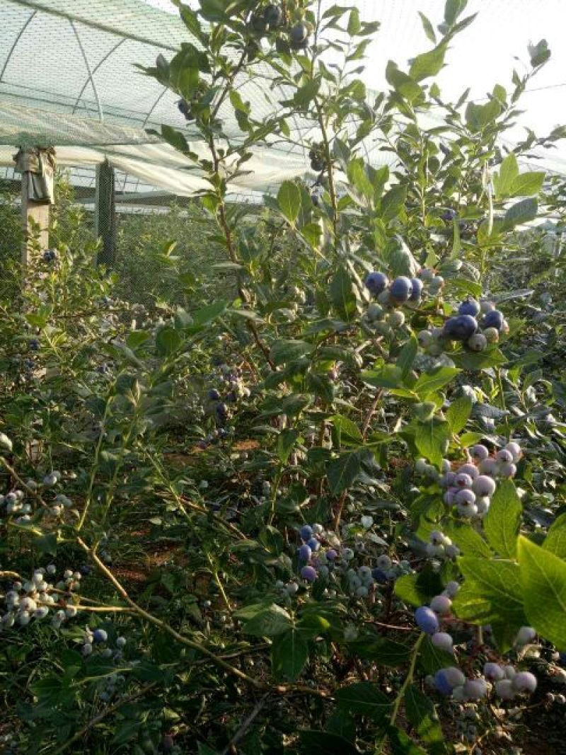蓝丰蓝莓鲜果10~12mm以上