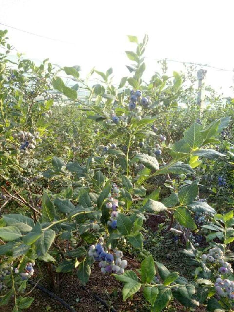 蓝丰蓝莓鲜果10~12mm以上