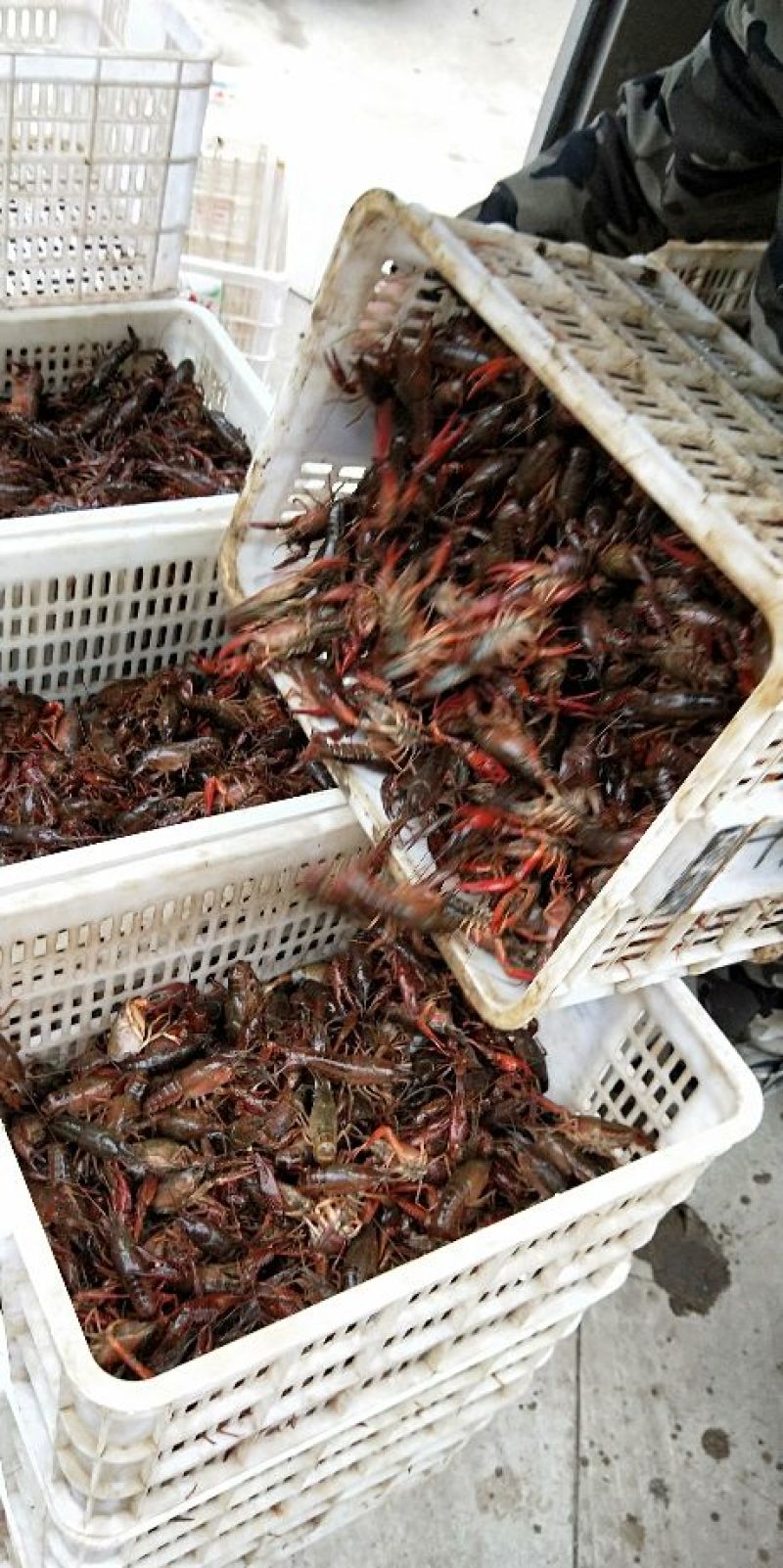 潜江精品小龙虾！