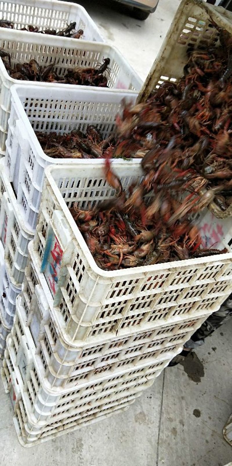 潜江精品小龙虾！