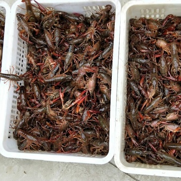 潜江精品小龙虾！