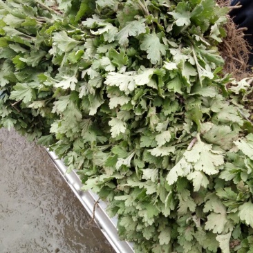 有种菊花秧苗的联系