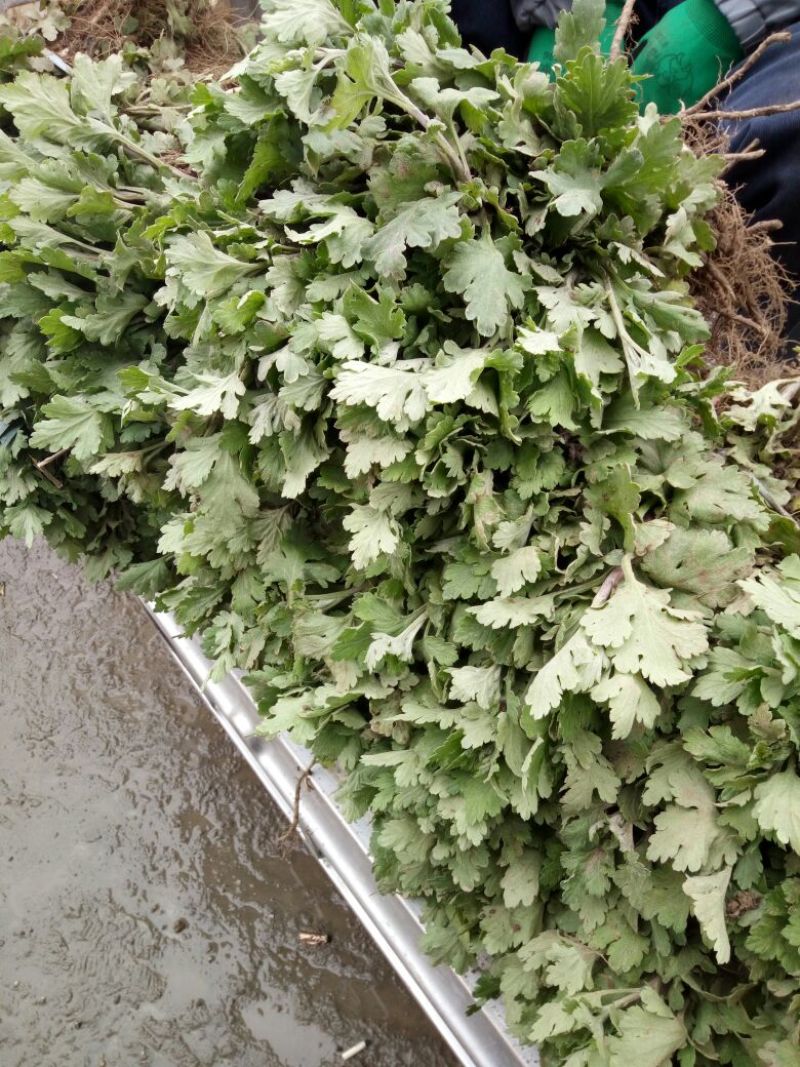 有种菊花秧苗的联系